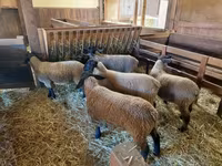 Sheep, Baerchuke sheep — photo 4