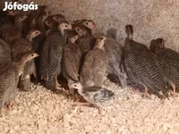 Guinea fowl — sawirka 3