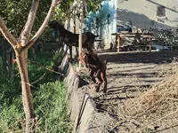 बकरी, Kamori goats — फ़ोटो 5