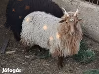 Schaap, Racka sheep — foto 2