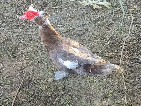 مسکوی خانگی