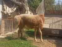 Koç, Arashan sheep — foto 3
