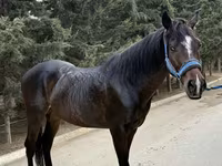 Cheval, Thoroughbred horse — photo 2