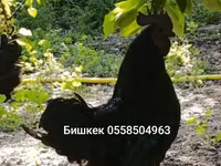 Chickens — foto 1