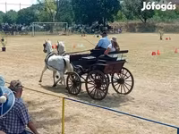 Klisna, Lipizzaner — foto 4