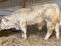 Dibi, Simmental cattle — sawirka 3