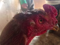 Chickens — 照片 4