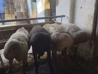 Խոյ, Rhon sheep — լուսանկար 3