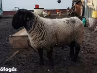 Schaf, White Suffolk sheep — Foto 1