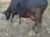 गाय, लाल बिना सींग वाली गाय — फ़ोटो 4