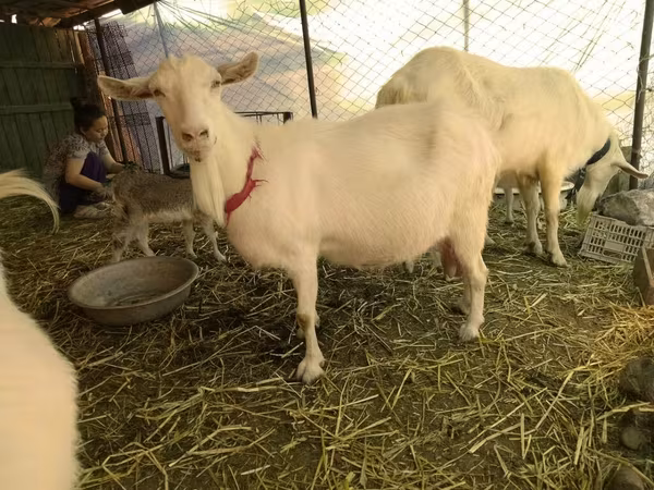 Kambing betina, Saanen goat