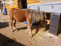 Hingst, Heste — foto 2