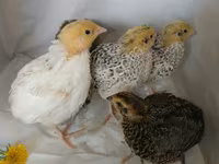 Quails — ảnh 7
