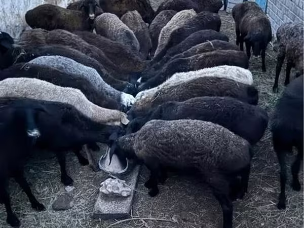 Domba jantan, Sheep — Kazakhstan