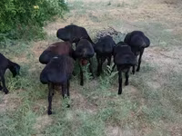 Kambing jantan, Sheep — foto 4