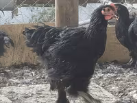 Brahma — fotografija 1