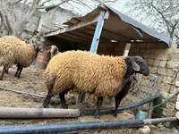 Kambing jantan, Sheep — foto 2