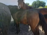 ፈረስ, Horses — ፎቶ 1