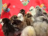Silkie — foto 2