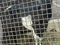Kozel, Kozy — foto 2