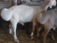 Vædder, Hissar sheep — foto 1