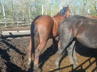 اسب (گروه، جنسیت مشخص نشده), Soviet Heavy draft — عکس 2