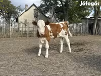암소, Simmental cattle — 사진 3