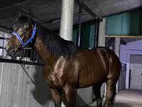Koń, Arabian horse — zdjęcie 1