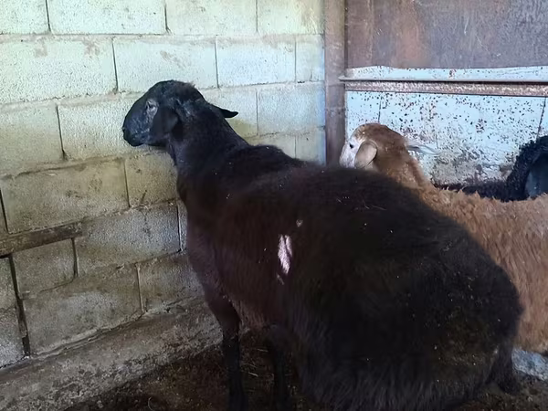 Ovca, Hissar sheep