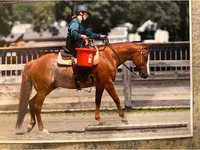 Cavallo, Quarter Horse — foto 4