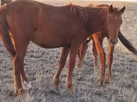 Kůň, Kazakh horse — foto 2
