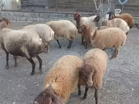 Pecora, Pecore — foto 2