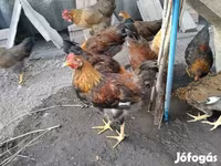 Chickens — รูปภาพ 2