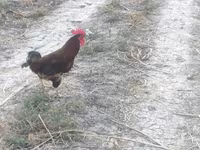 Chickens — sawirka 1
