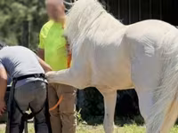Kůň, Kentucky mountain daddle horse — foto 5