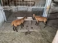قوچ, Cameroon sheep — عکس 4