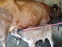 Krava, Red Estonian cattle — foto 4