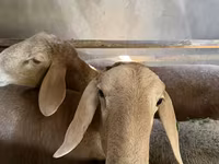 Widder, Arashan sheep — Foto 4