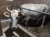 Mucca, Razza Alataus — foto 4