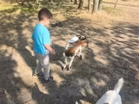 Buk, Dutch Landrace goats — foto 3