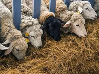 Sheep, Sheep — photo 8