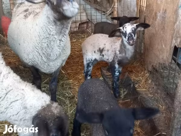 Juh, White Suffolk sheep