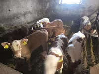 Bull, Simmental cattle — photo 1