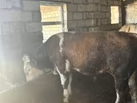 Tyre, Simmental cattle — foto 1