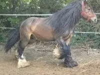 Kuda jantan, Gypsy horse — foto 1