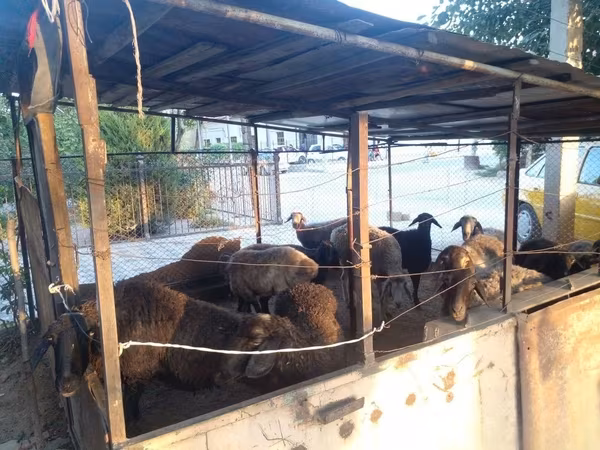 Carneiro, Ovelhas
