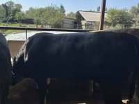 گاو نر, Swiss cattle — عکس 4