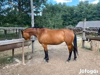 گھوڑی, Nonius horse — تصویر 1