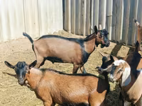 Buk, Nubian Goat — foto 4