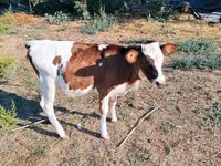 Ko, Holstein-race — foto 3